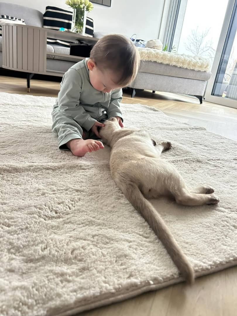 Tonkinese Cat Breed Characteristics